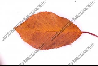 Photo Texture of Leaf 0068